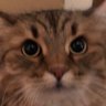 Alissa profil fotoğrafı