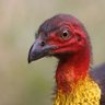 Фото профиля Talégalo cabecirrojo