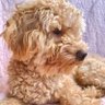 Bahadır TEKİN's profile picture