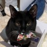 Profilbild von ぴちのし
