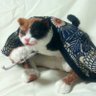 むらたま(MUTTA)'s profile picture