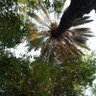 Alqavio botany ⁱᴾⁱᵃⁿ profil fotoğrafı