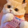 沈梦琪 的头像