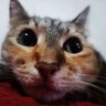 Elsa profil fotoğrafı