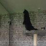Goth and 2 cats's profile picture