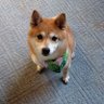 徳山澄枝 profil fotoğrafı