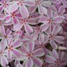 Фото профиля ちさ