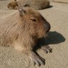 Фото профиля カピバラ帝王