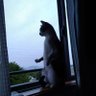 しまぺす🐈's profile picture