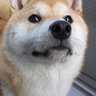 やすこ profil fotoğrafı