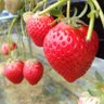 Фото профиля がくっち🍓