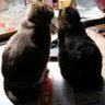つっちー 的头像