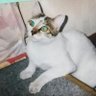 Фото профиля ねこまねき