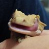 めそライト's profile picture