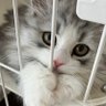 みるにゃん profil fotoğrafı