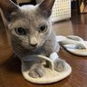 花🐈️只今体調悪くて返事が遅れるます。's profile picture