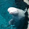ベルーガ🐬 profil fotoğrafı