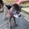 さとつぶ 的头像