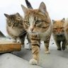 Фото профиля ケモミミ人狼