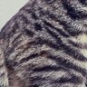 Iccichan's profile picture