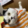 ぱんだる💚's profile picture