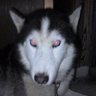 Profilbild von けいた (ハスキー愛犬家)