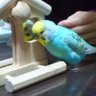 kakaakak(かあか) profil fotoğrafı