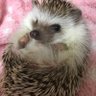 akemi's profile picture