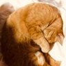 Profilbild von orangecake