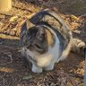 カバディ 的头像