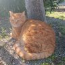 ゆきもち profil fotoğrafı