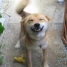 草犬's profile picture