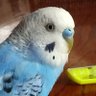 ピーちゃん profil fotoğrafı