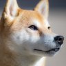 kasumi's profile picture