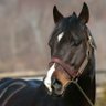 ryon☺️🐴🥁🦅🐇's profile picture