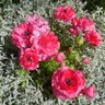 39*rose_25 的头像