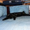 Фото профиля なっとう猫