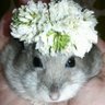 Yumiko.A profil fotoğrafı