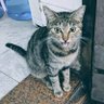 蕃薯猫 profil fotoğrafı