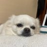 琥珀のかーちゃんじゅぅ profil fotoğrafı