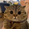 Profilbild von SuYue