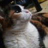 ソックルんだよ2QAJF's profile picture