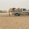 Фото профиля ابو نايف الخالدي