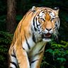 Sonu Kumar profil fotoğrafı