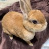 うさぎのルカ's profile picture