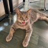 Small Cat Rescue's profile picture