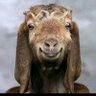 $aleem Javaid's profile picture