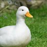 Duckser o Donnell's profile picture