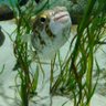 Fugu Fish ⚓'s profile picture