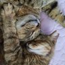 きくりん profil fotoğrafı